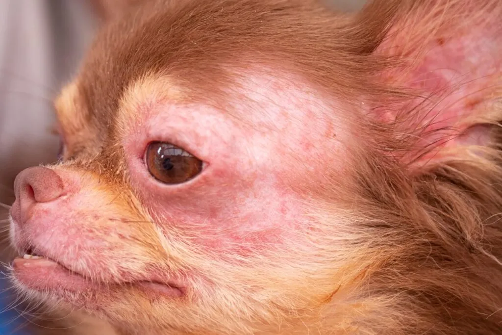 chihuahua-atopowe-zapalenie-skory Atopowe zapalenie skóry - bezwłose miejsca