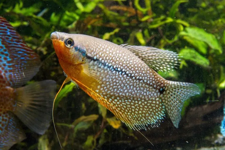 Trichopodus leerii gurami mozaikowe
