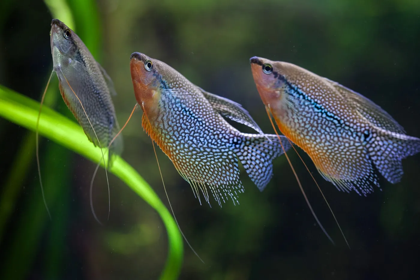Trichopodus leerii w grupie gurami w grupie