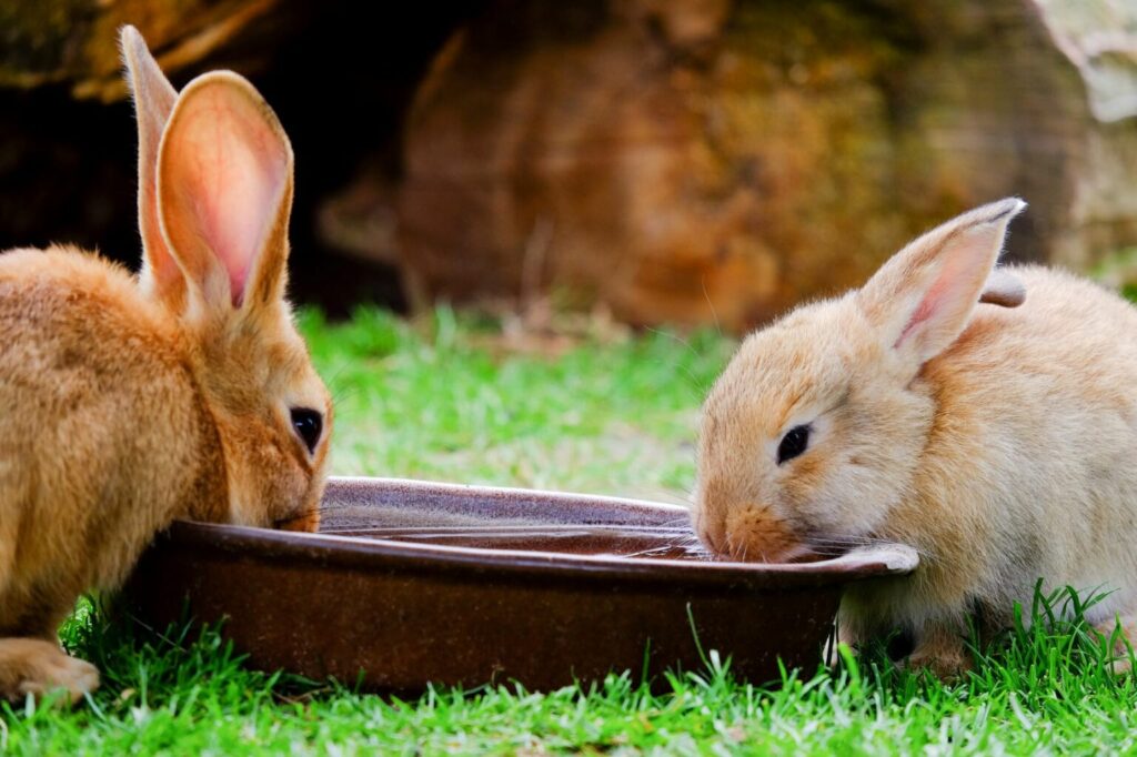 króliki przy misce z wodą