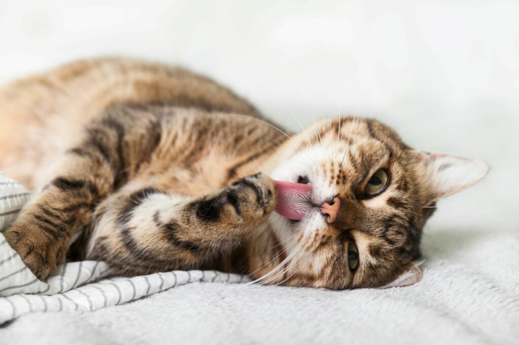 mieszaniec w umaszczeniu tabby