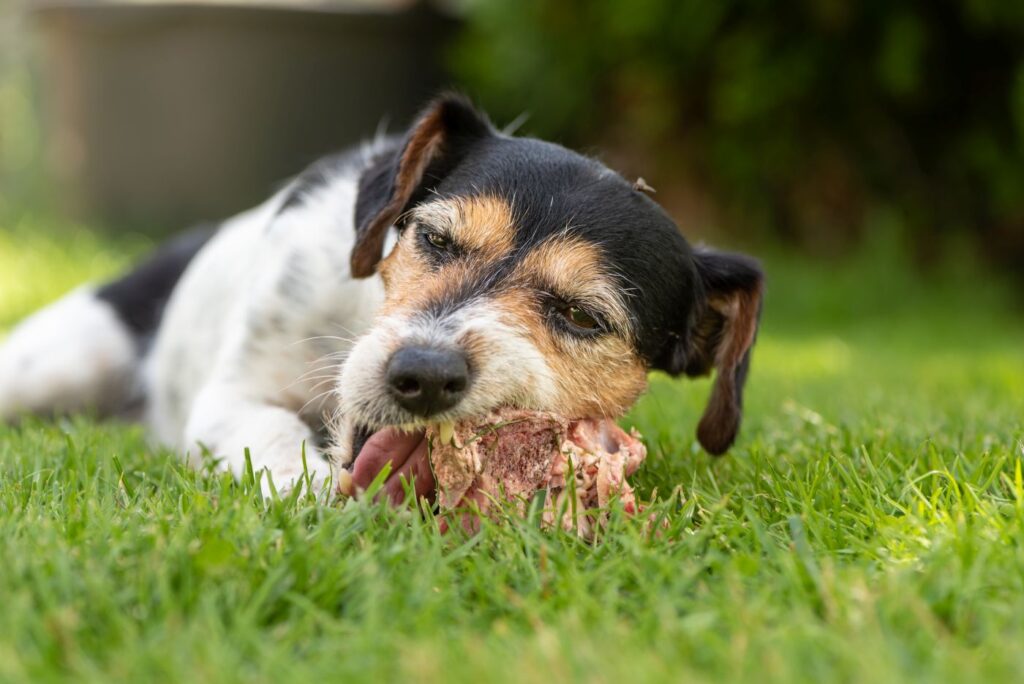 nadczynność tarczycy u psa a surowe mięso