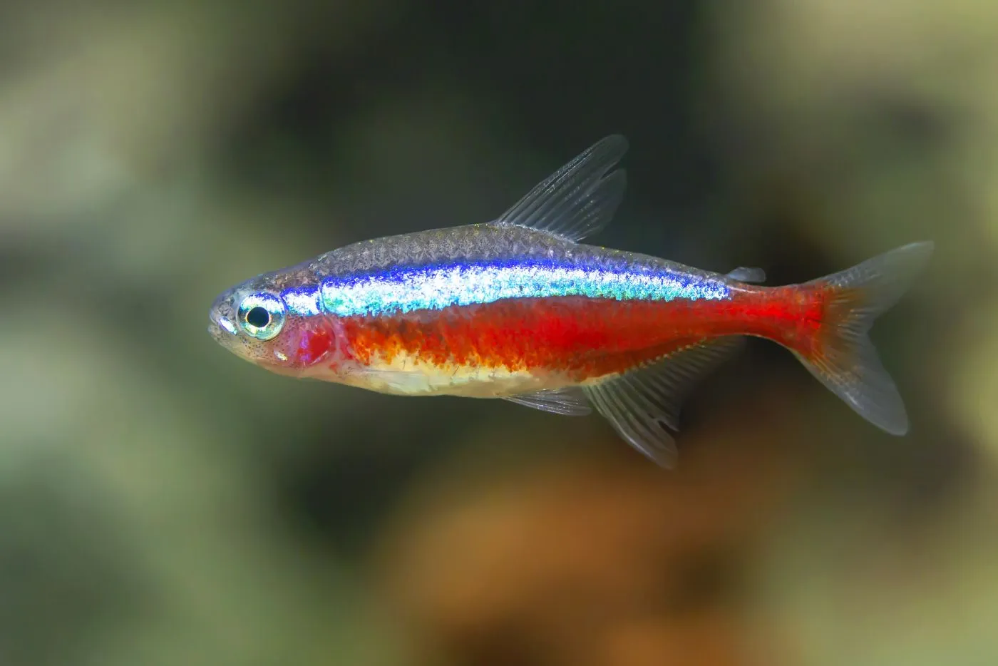 Cardinal tetra – Paracheirodon axelrodi neon czerwony