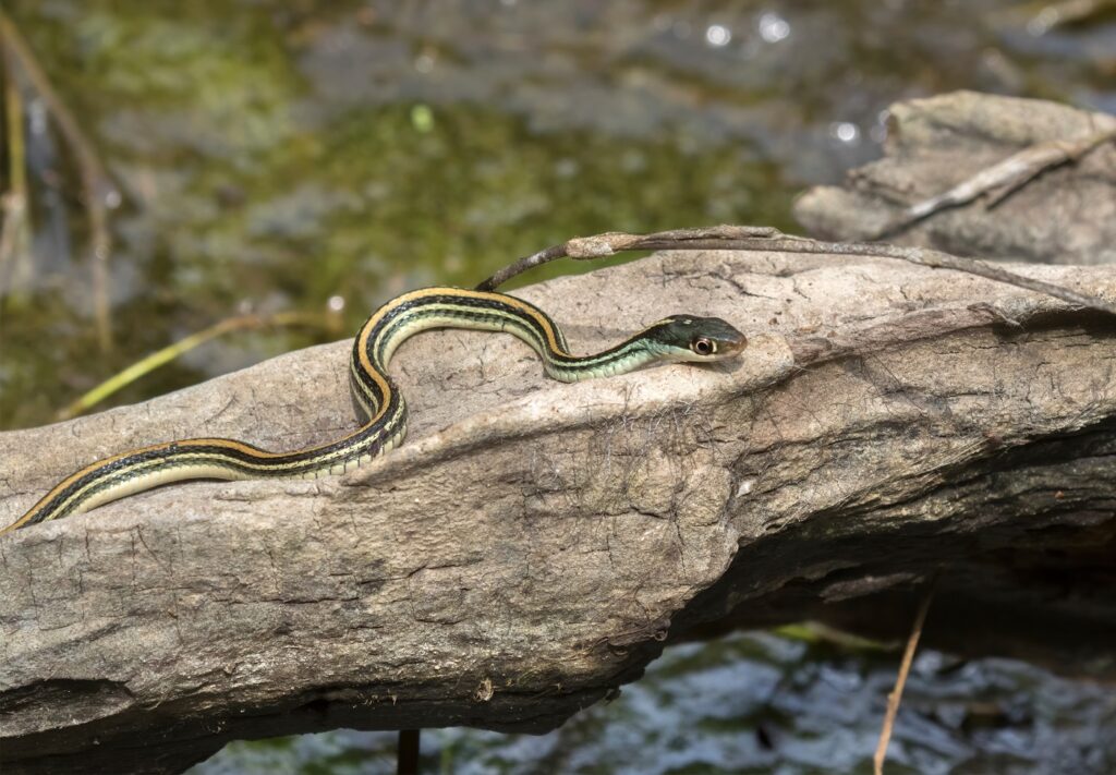 wąż pończosznik w środowisku naturalnym