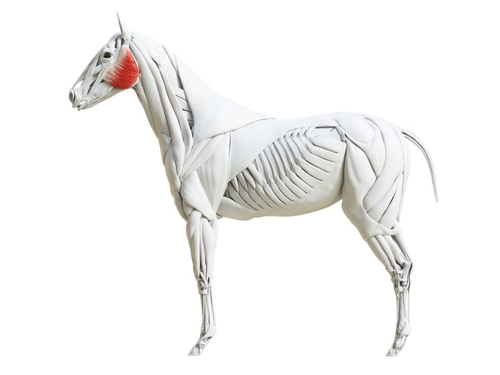 Anatomia konia