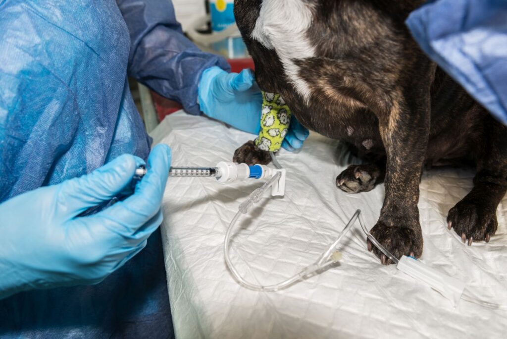 Chemioterapia psa z guzem z komórek tucznych w gabinecie weterynaryjnym