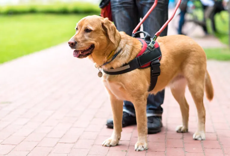 Golden retriever jako pies przewodnik Pies przewodnik z założonymi szelkami