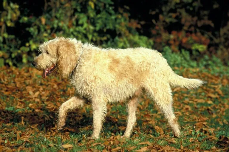 Grand Griffon Vendéen rasa psa Grand Griffon Vendéen rasa psa