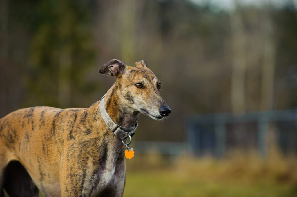 Greyhound sylwetka