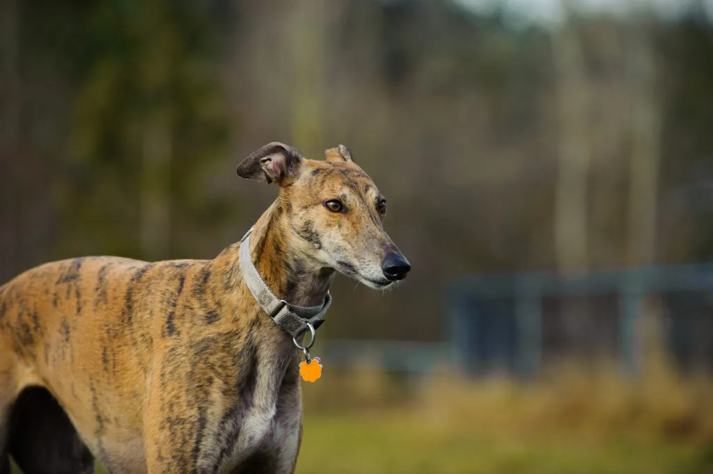Greyhound sylwetka Greyhound sylwetka