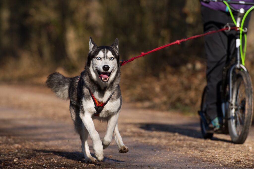 Husky ciągnący hulajnogę