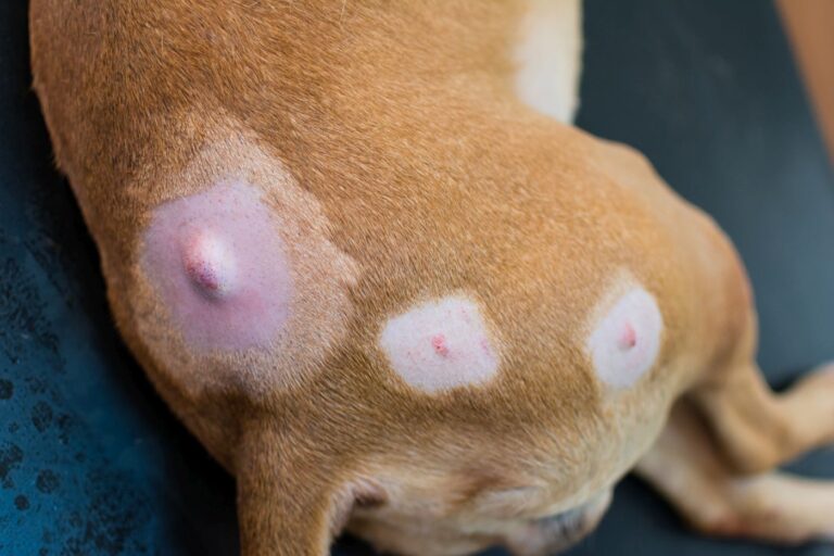 Pies z guzami z komórek tucznych przed operacją