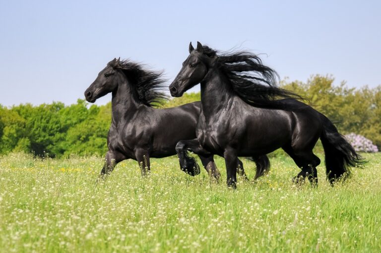 Dwa konie fryzyjskie kłusujące na łące