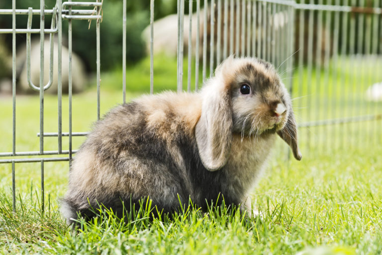 szary królik na zielonej trawie na wybiegu na gryzoni