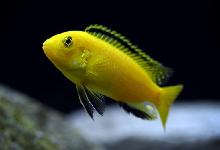 Labidochromis Yellow pyszczak żółty