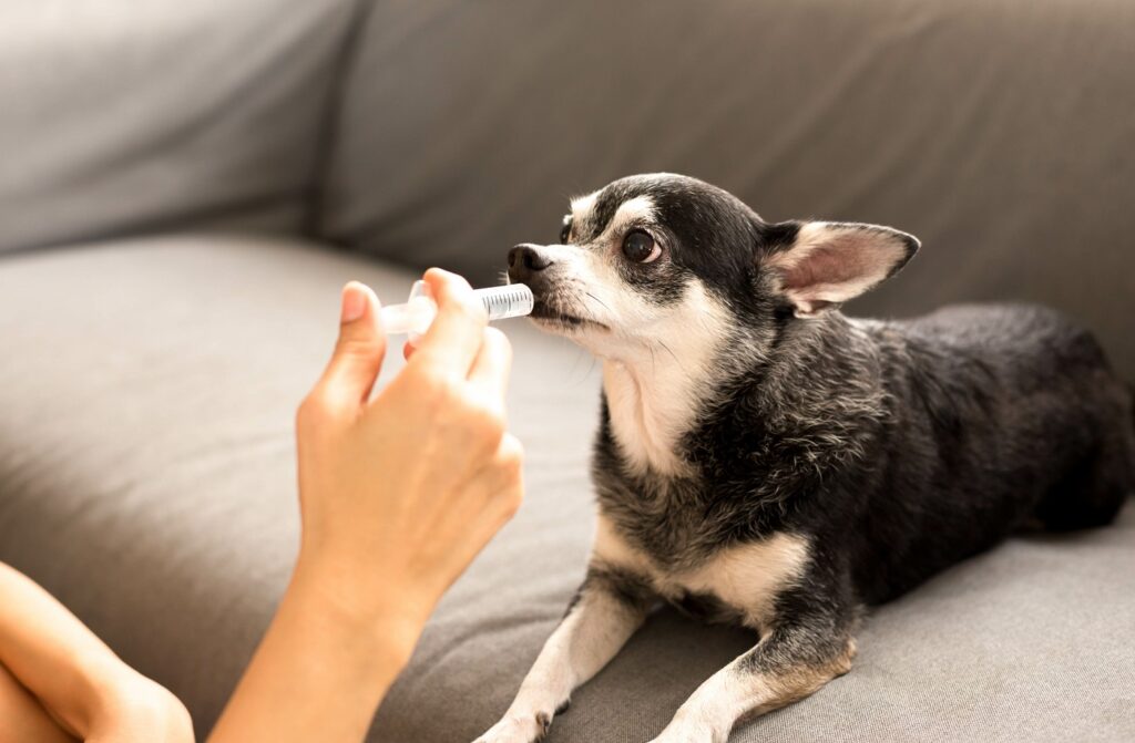 pies przyjmujący leki przeciwbólowe dla psów w strzykawce