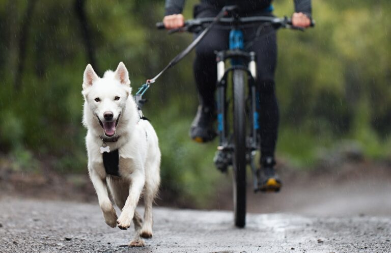 Pies uprawiający bikejöring