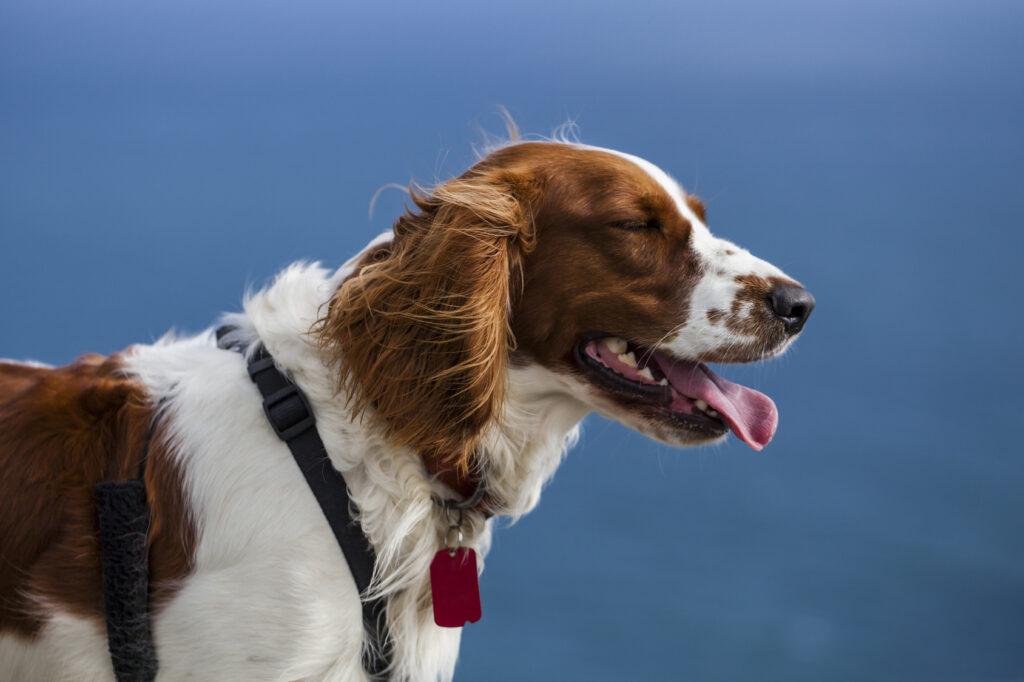 Springer spaniel walijski aktywności