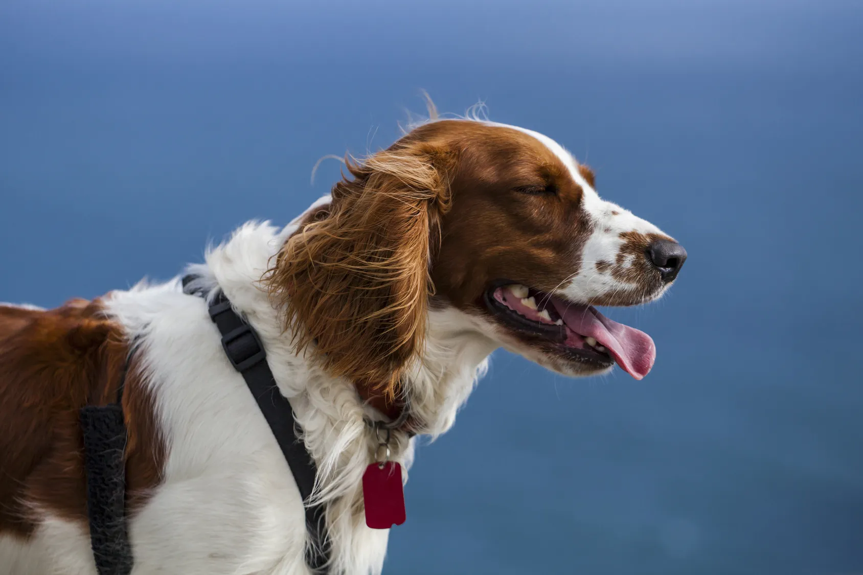 Springer spaniel walijski aktywności Springer spaniel walijski aktywności