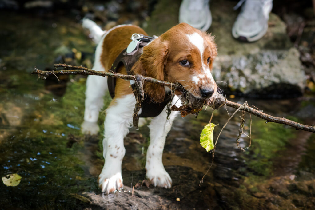 Springer spaniel walijski szczenię