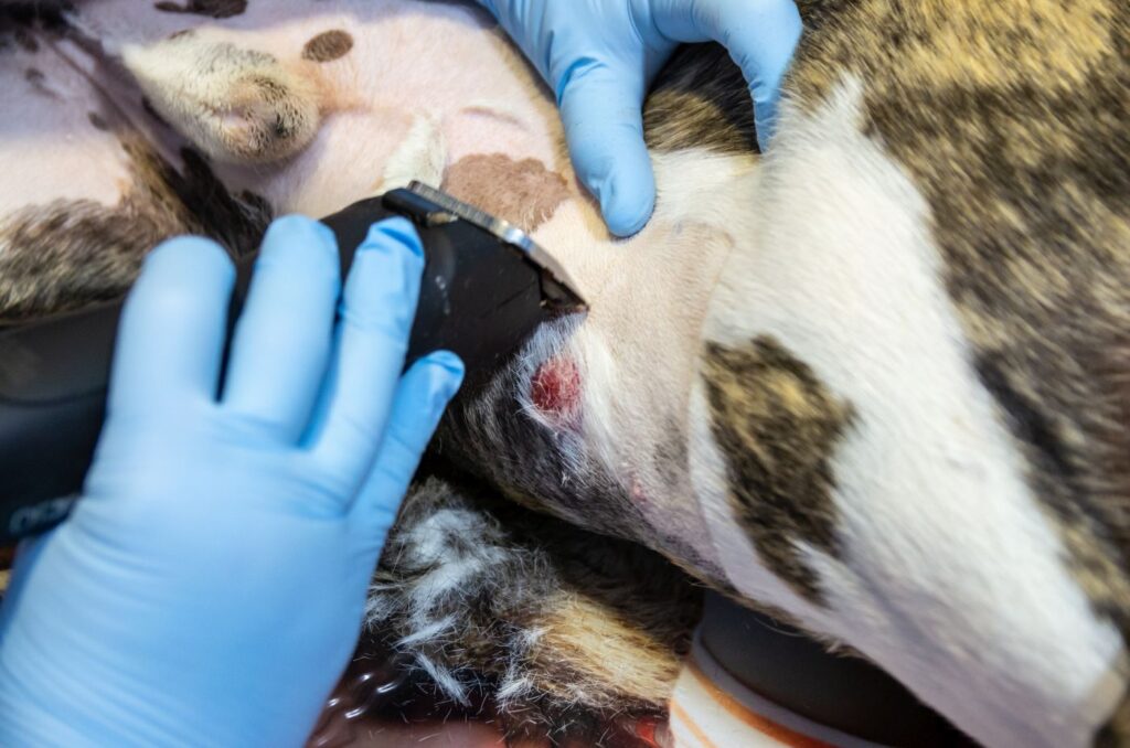 Strzyżenie brzucha psa z guzem z komórek tucznych