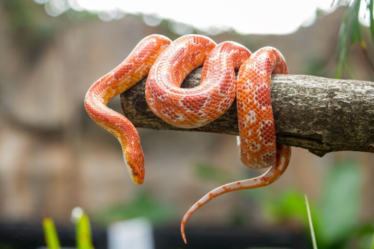 Pomarańczowy wąż zbożowy na gałęzi