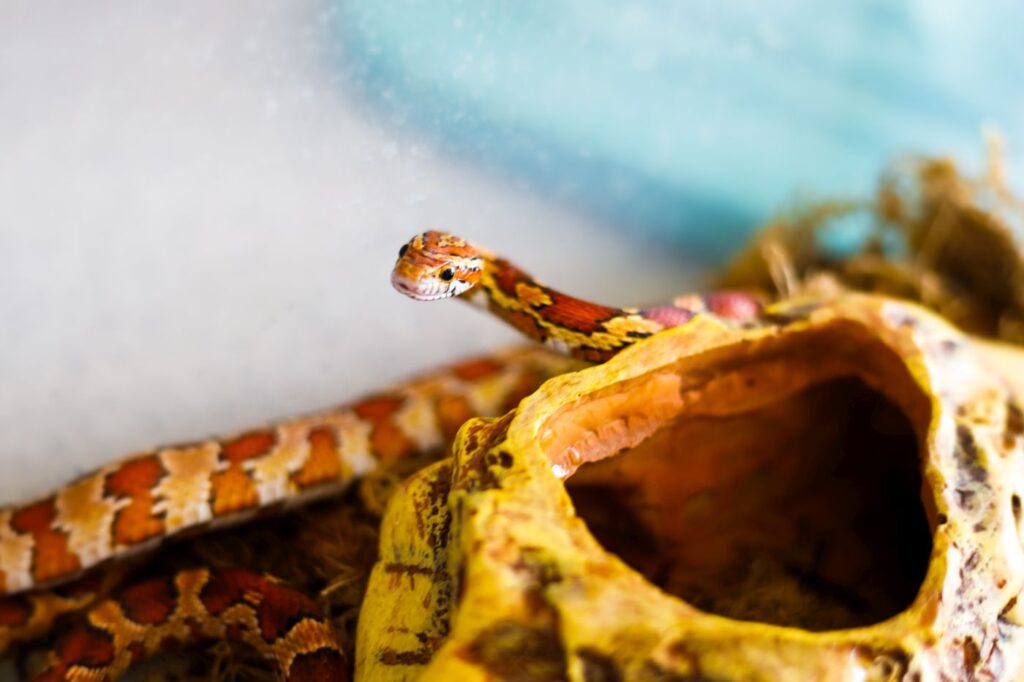 Wąż zbożówy w terrarium na kamieniu