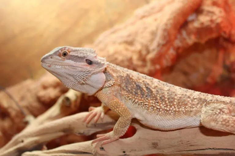 agama brodata agama brodata w terrarium