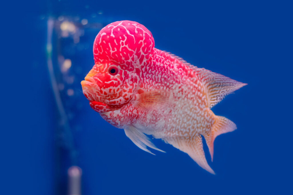 Flowerhorn pielęgnica czerwona