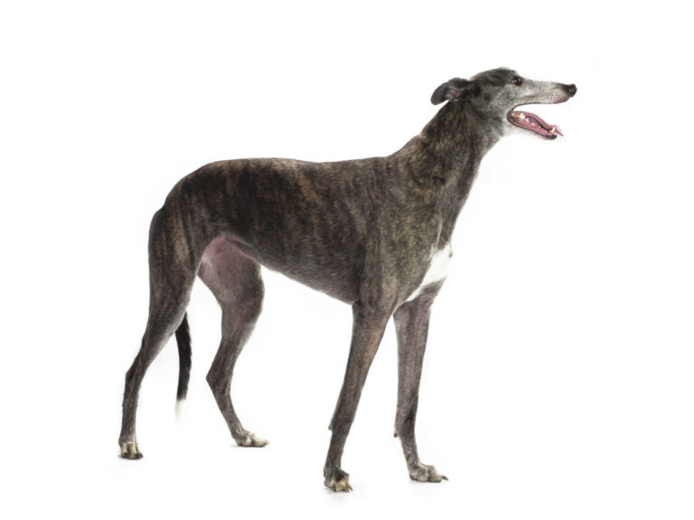 greyhound