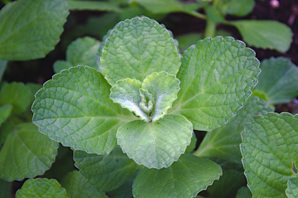 komarzyca Plectranthus ornatus