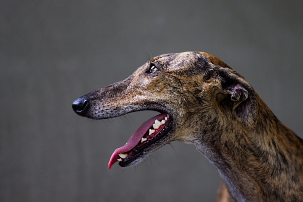 greyhound portret z profilu