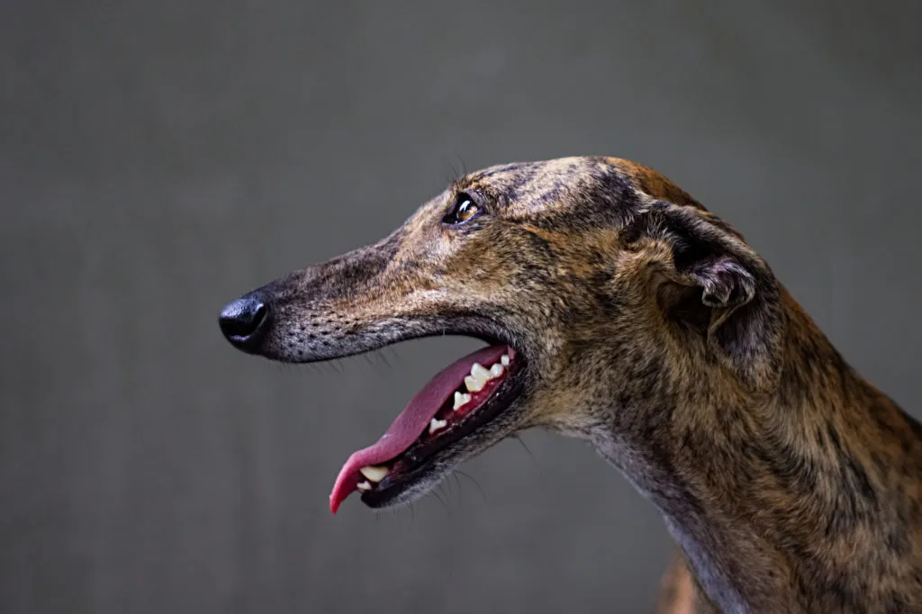greyhound portret z profilu greyhound portret z profilu