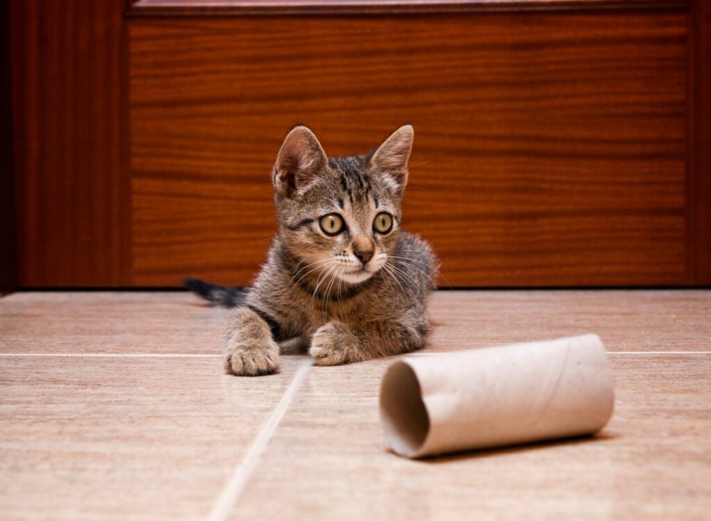 zabawka dla kota diy z rolki po papierze toaletowym