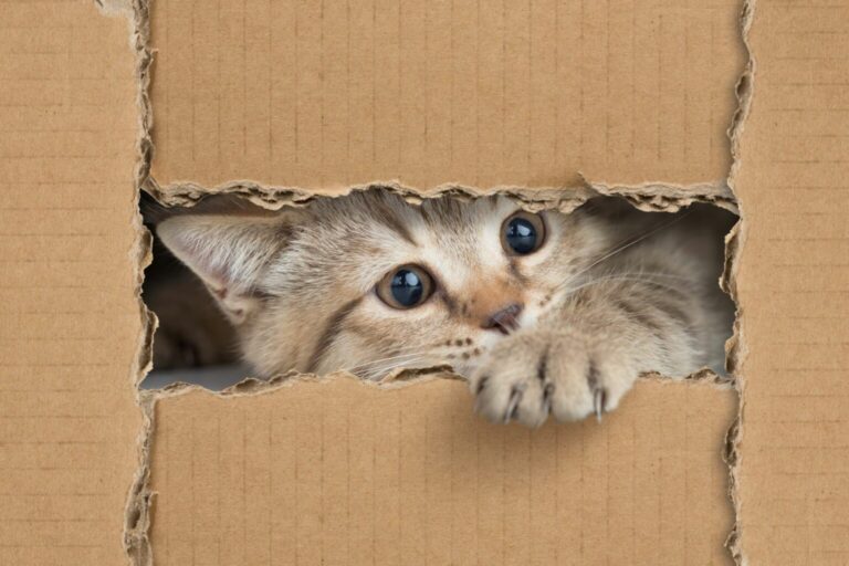 zabawki dla kota diy z kartonu