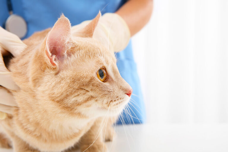 zaburzenia hormonalne i nerwowe u kota jak rozpoznać