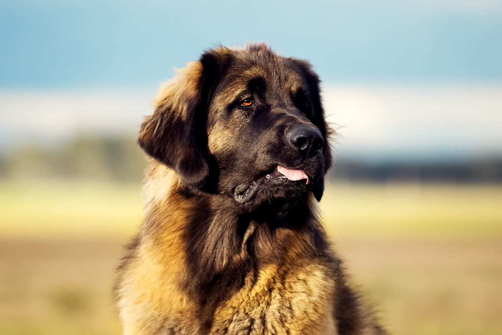 Leonberger na niebieskim tle