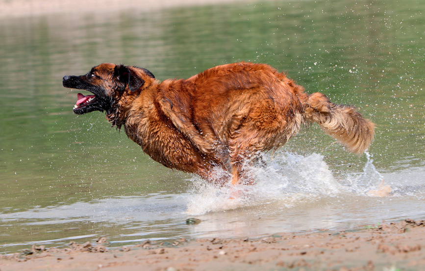 Leonberger biegnący brzegiem jeziora