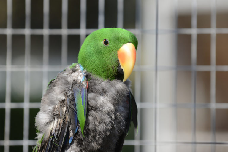Pierzenie u ptaków - papuga w klatce