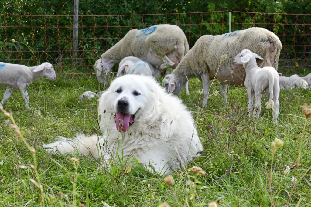 Pirenejski pies górski na tle pasących się owiec
