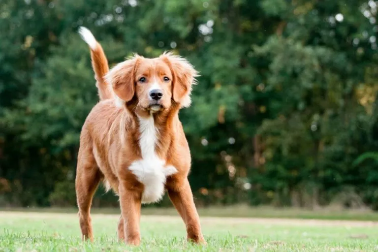 Retriever z Nowej Szkocji na trawie Retriever z Nowej Szkocji na zielonej trawie