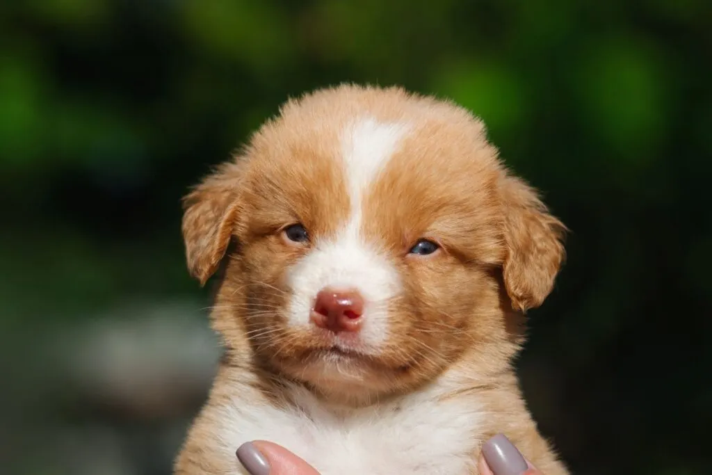 Retriever z Nowej Szkocji – szczenię Retriever z Nowej Szkocji - urocze szczenię