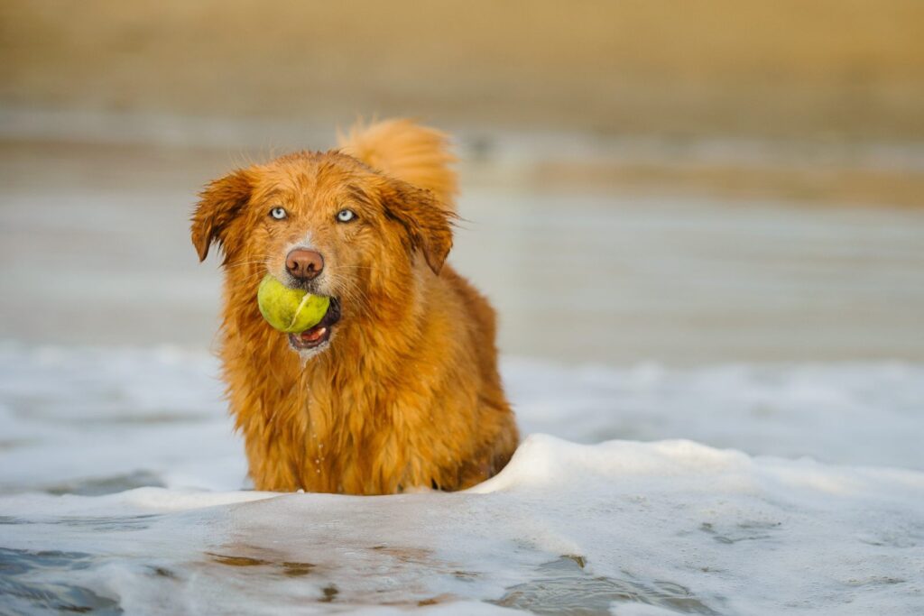 Retriever z Nowej Szkocji z piłką w wodzie