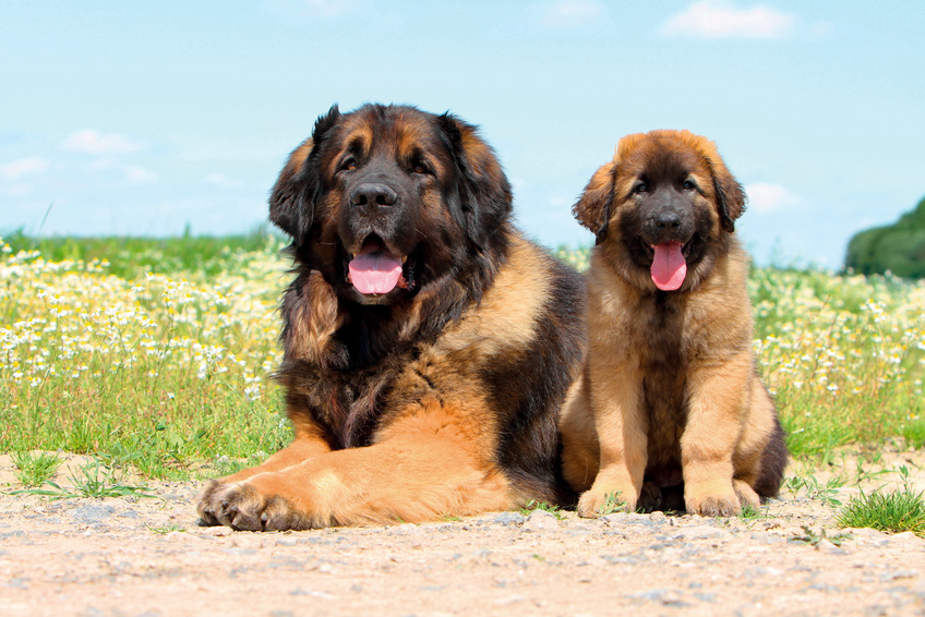 Suka rasy leonberger ze szczenięciem na łące