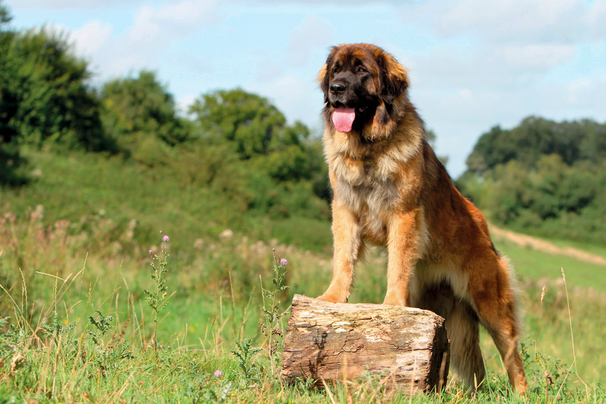 Szczęśliwy leonberger na łące