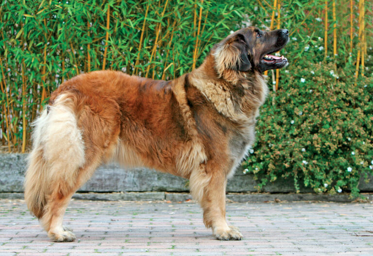 Typowy leonberger