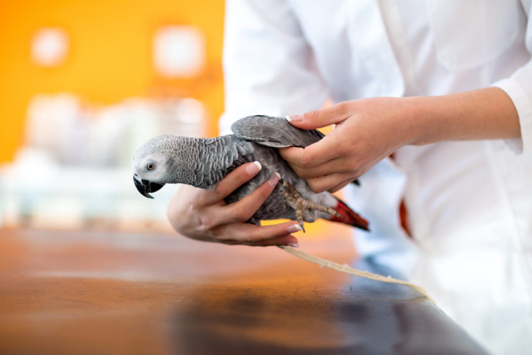 Zapalenie nerek u ptaków - papuga u lekarza weterynarii