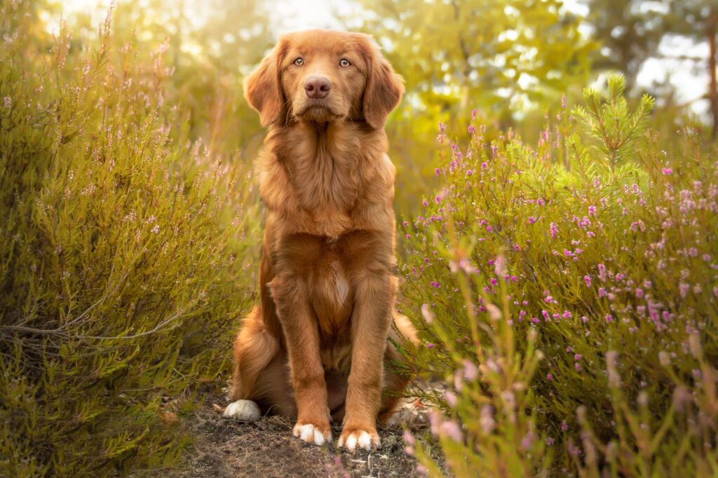 Retriever z Nowej Szkocji siedzący na łące