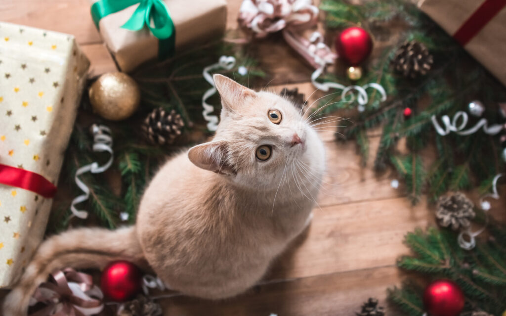 6 powodów, aby nie kupować kota na święta - rudy kot wśród prezentów świątecznych