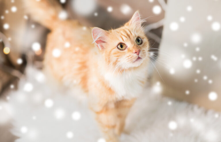 6 powodów, aby nie kupować kota na święta - kot podczas Bożego Narodzenia